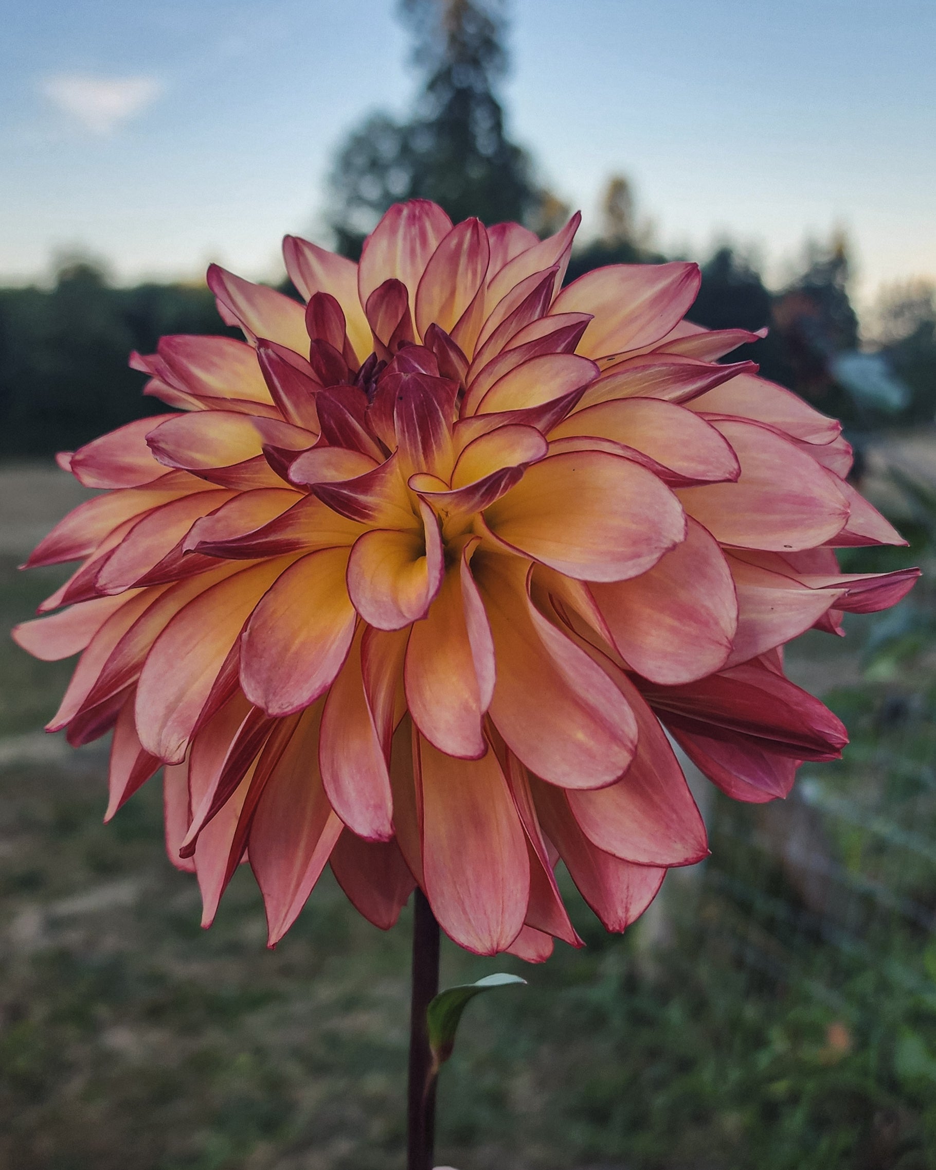 Mai Tai Dahlia Tuber