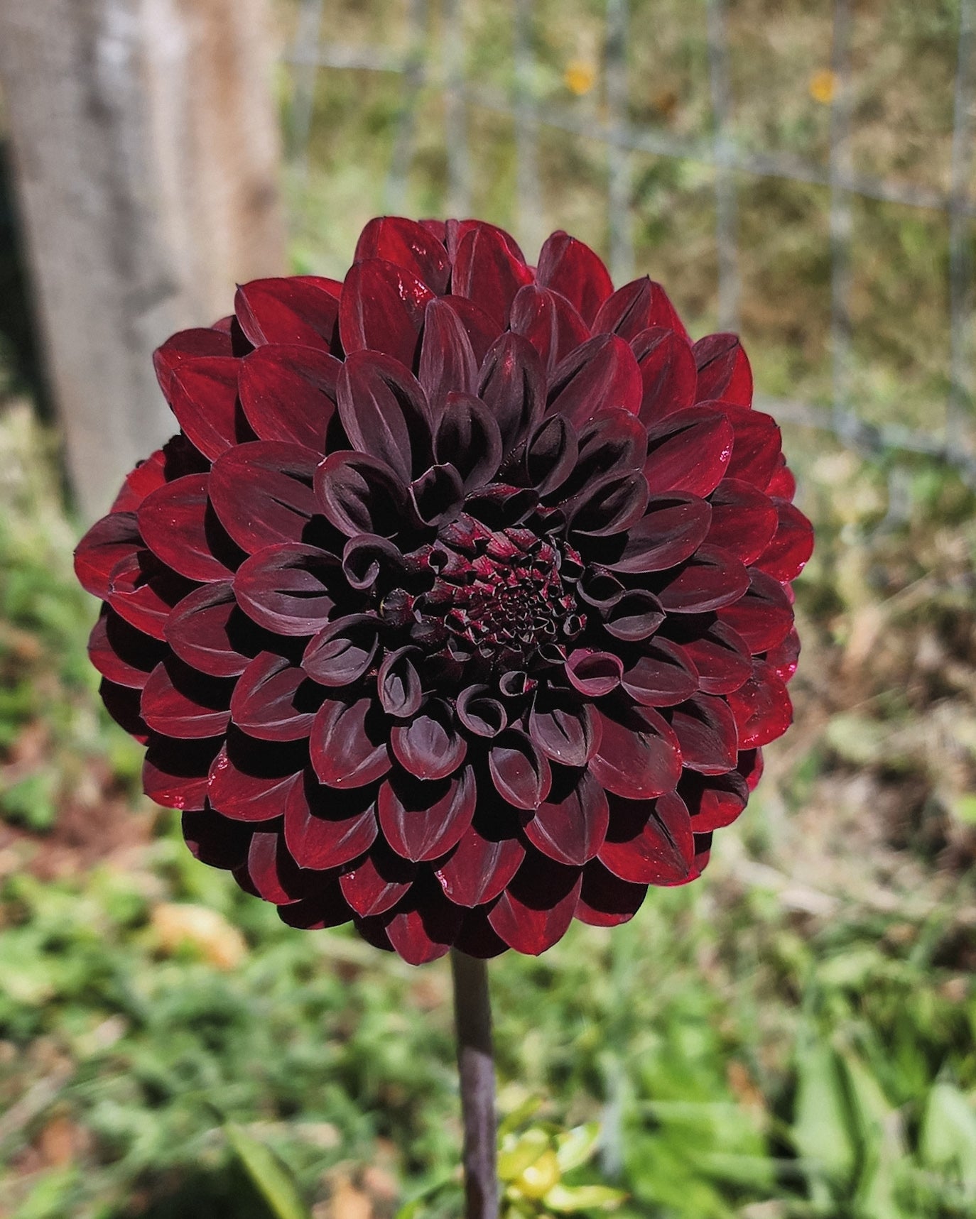 Black Satin Dahlia Tuber
