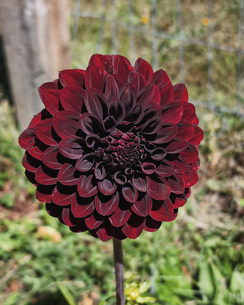Black Satin Dahlia Tuber