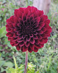 Black Satin Dahlia Tuber