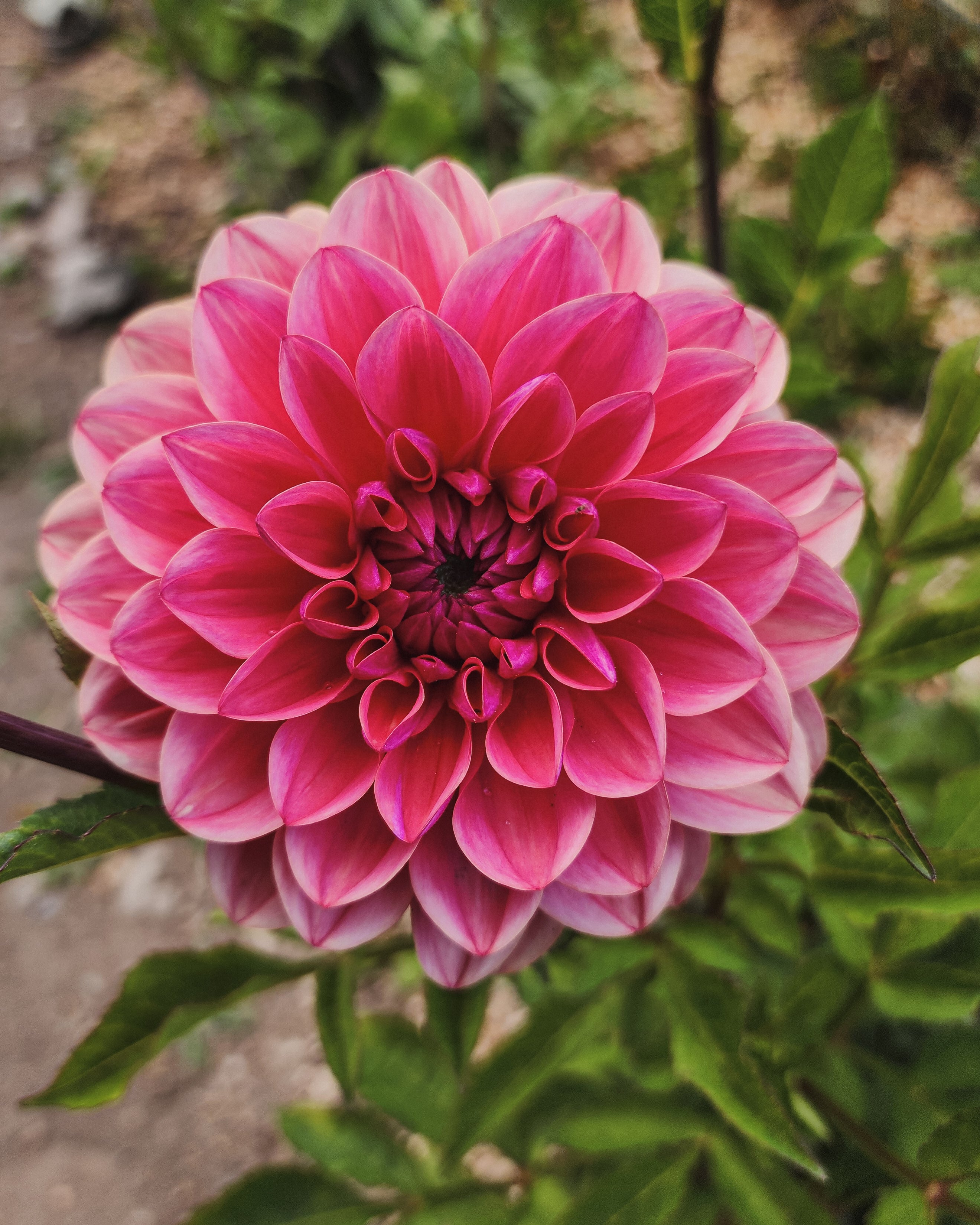 Tempest Dahlia Tuber