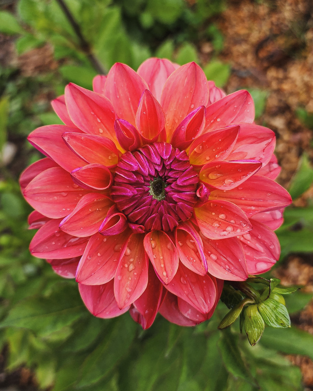 Tempest Dahlia Tuber