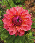 Tempest Dahlia Tuber