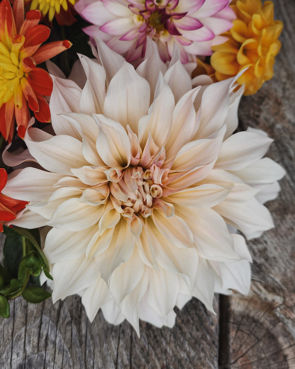Café au Lait Dahlia Tuber
