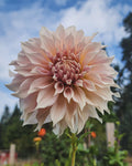 Café au Lait Dahlia Tuber