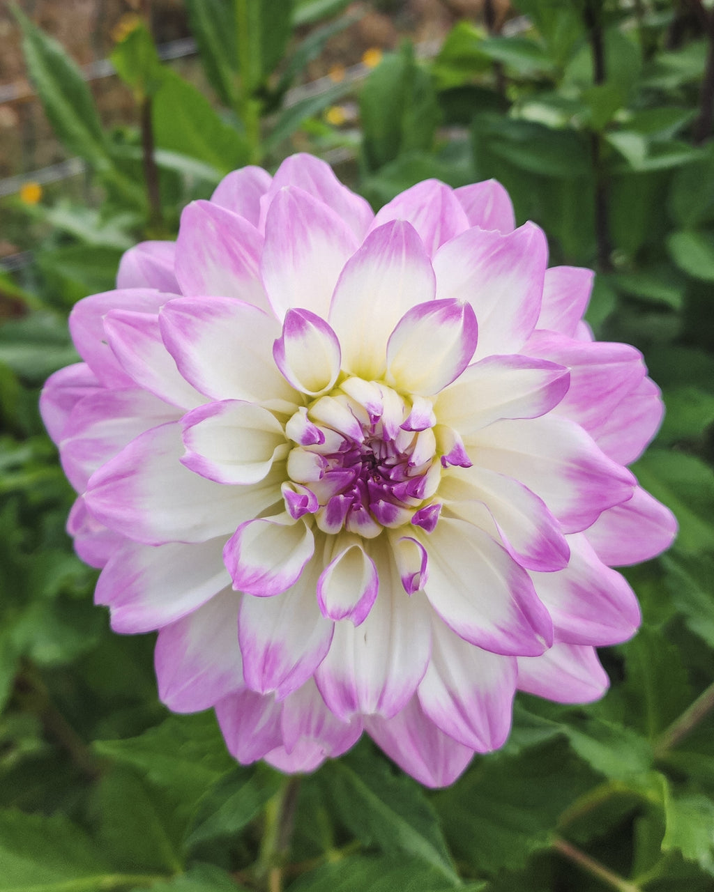 Mikayla Miranda Dahlia Tuber