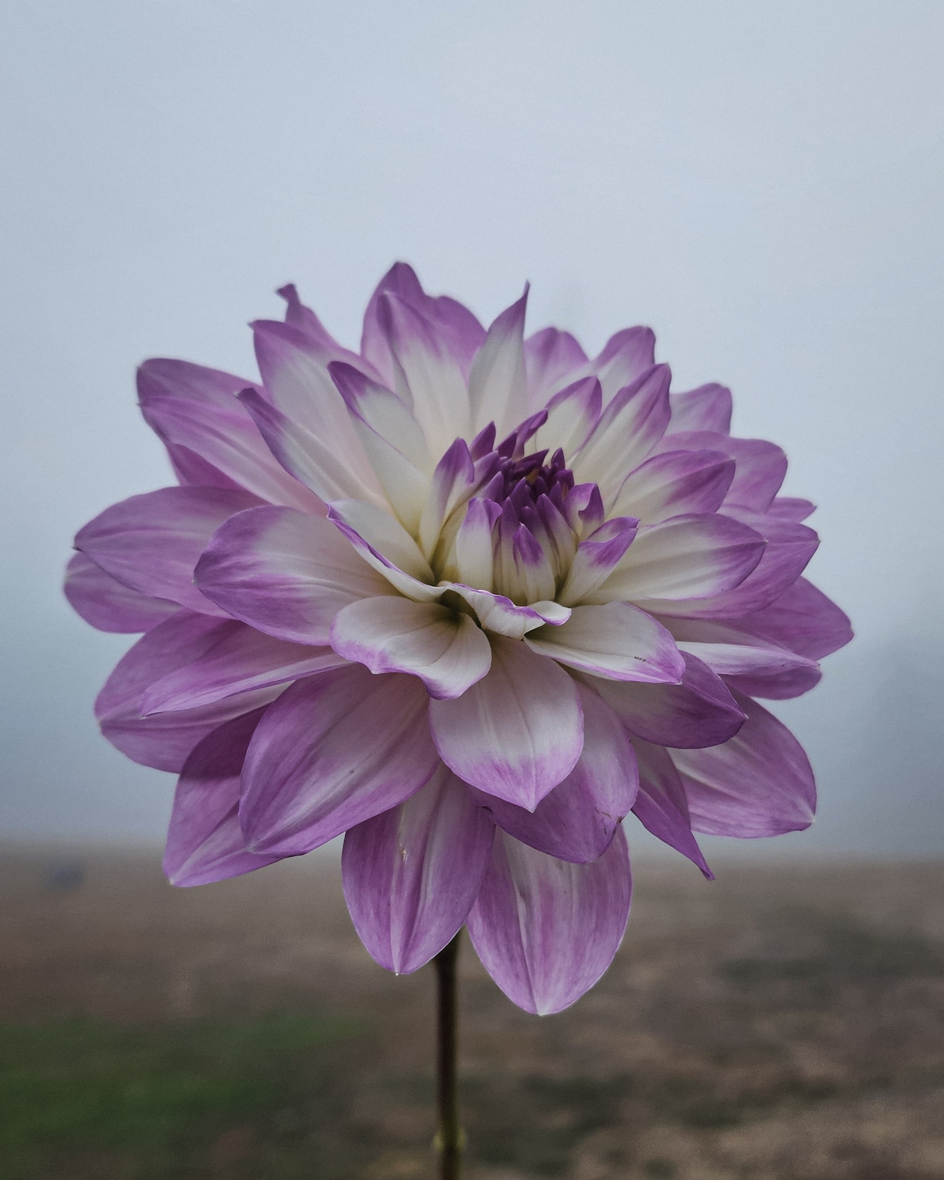 Mikayla Miranda Dahlia Tuber