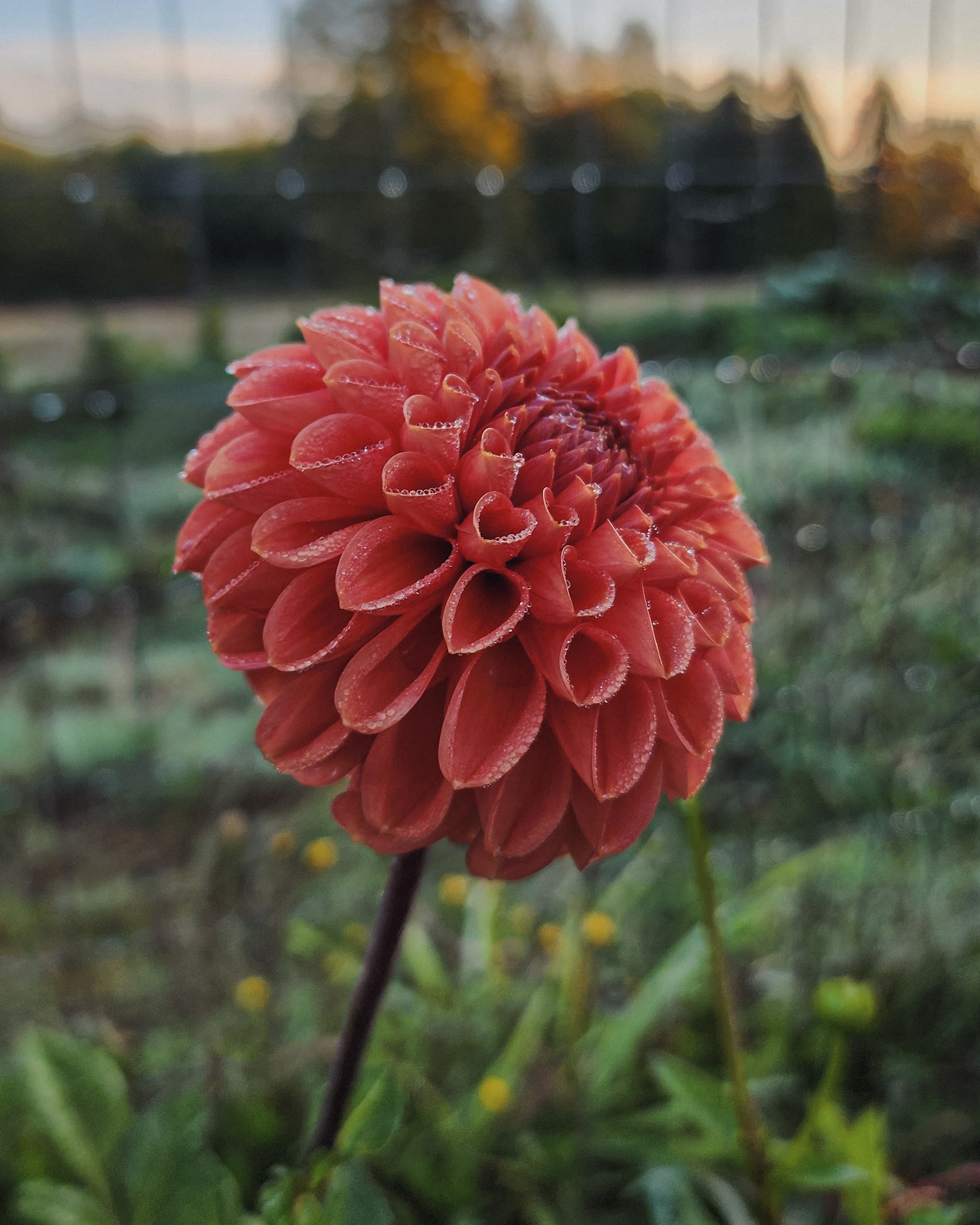 Cornel Bronze Dahlia Tuber