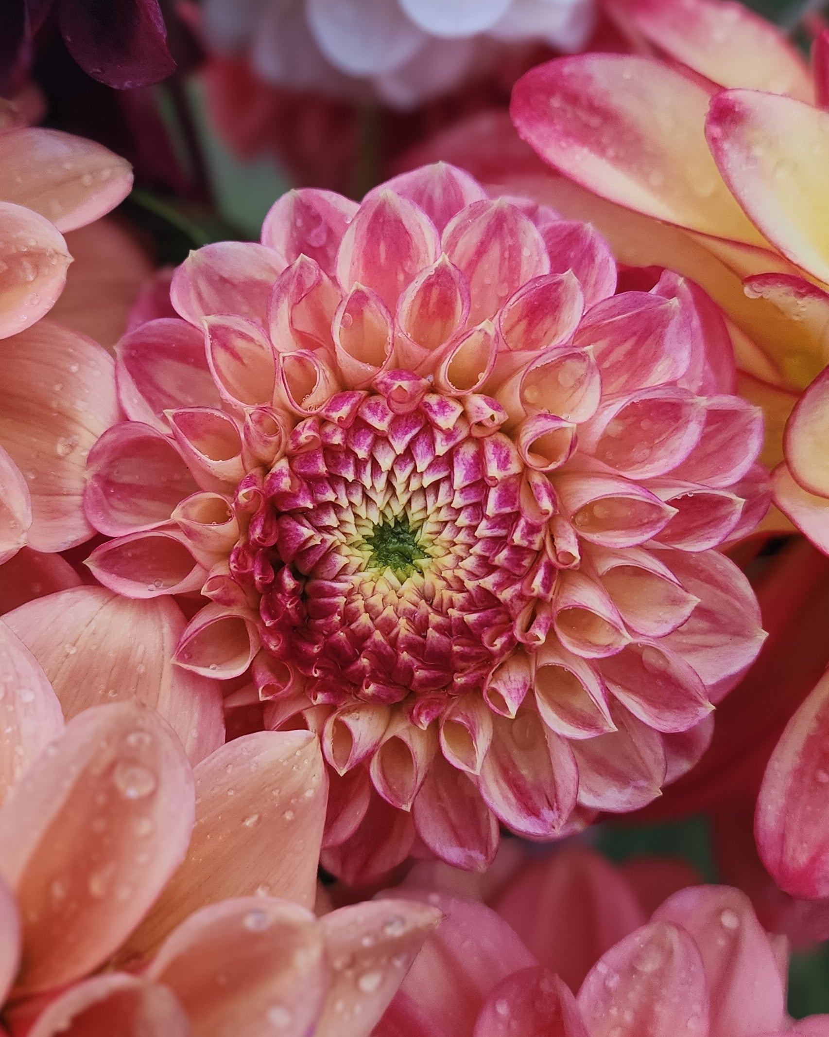 Snoho Doris Dahlia Tuber