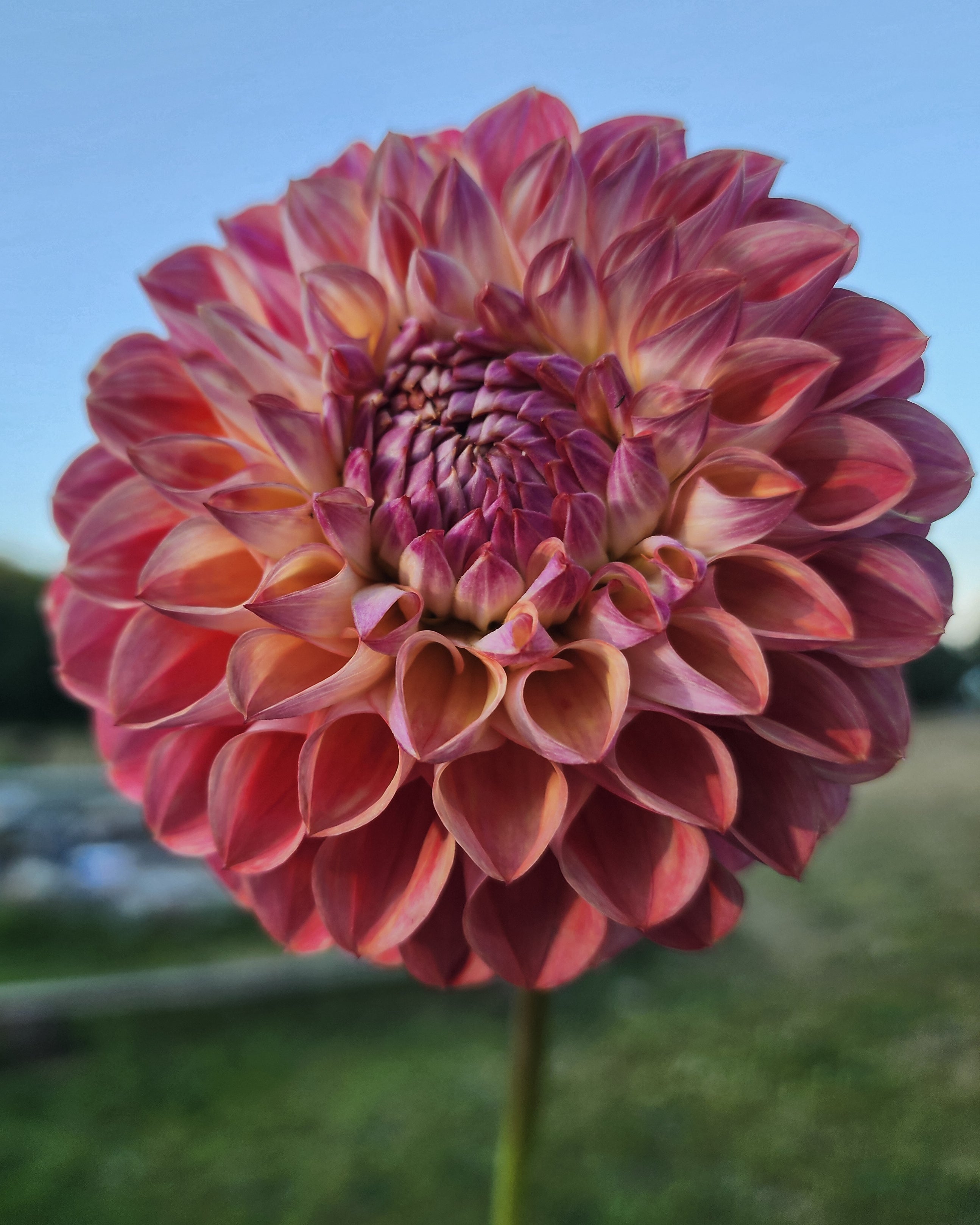 Coseytown Babycakes Dahlia Tuber