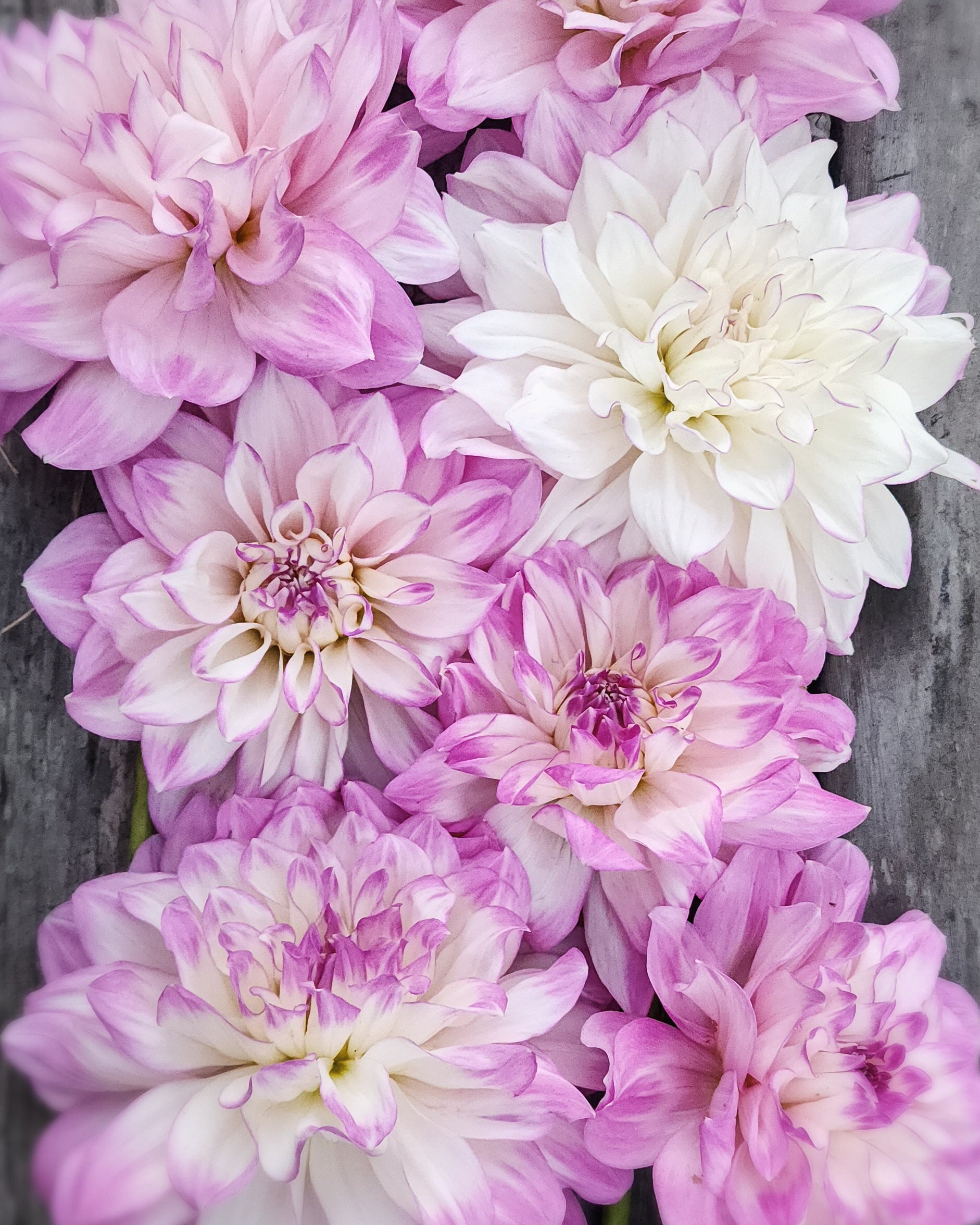 Mikayla Miranda Dahlia Tuber