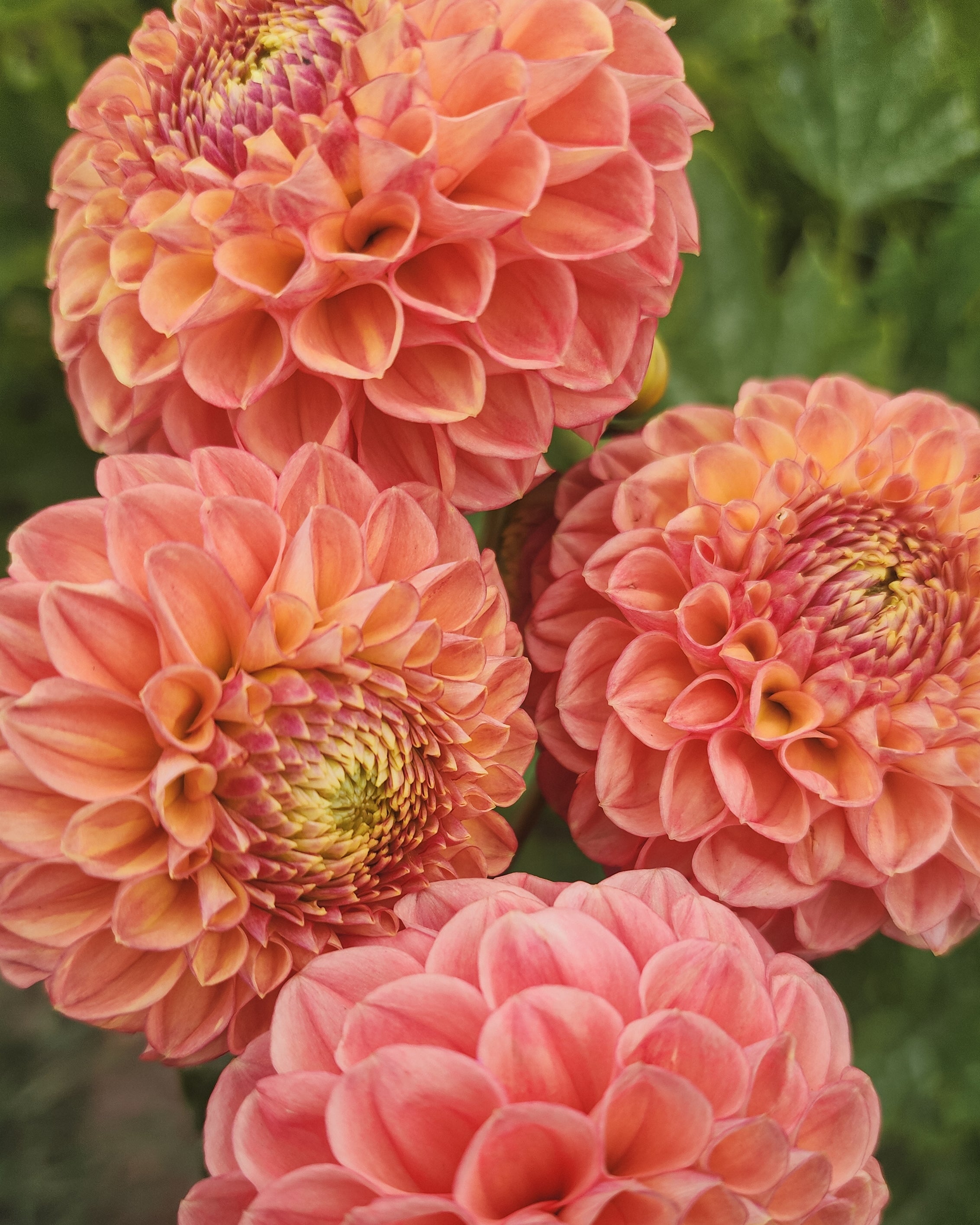 Snoho Doris Dahlia Tuber