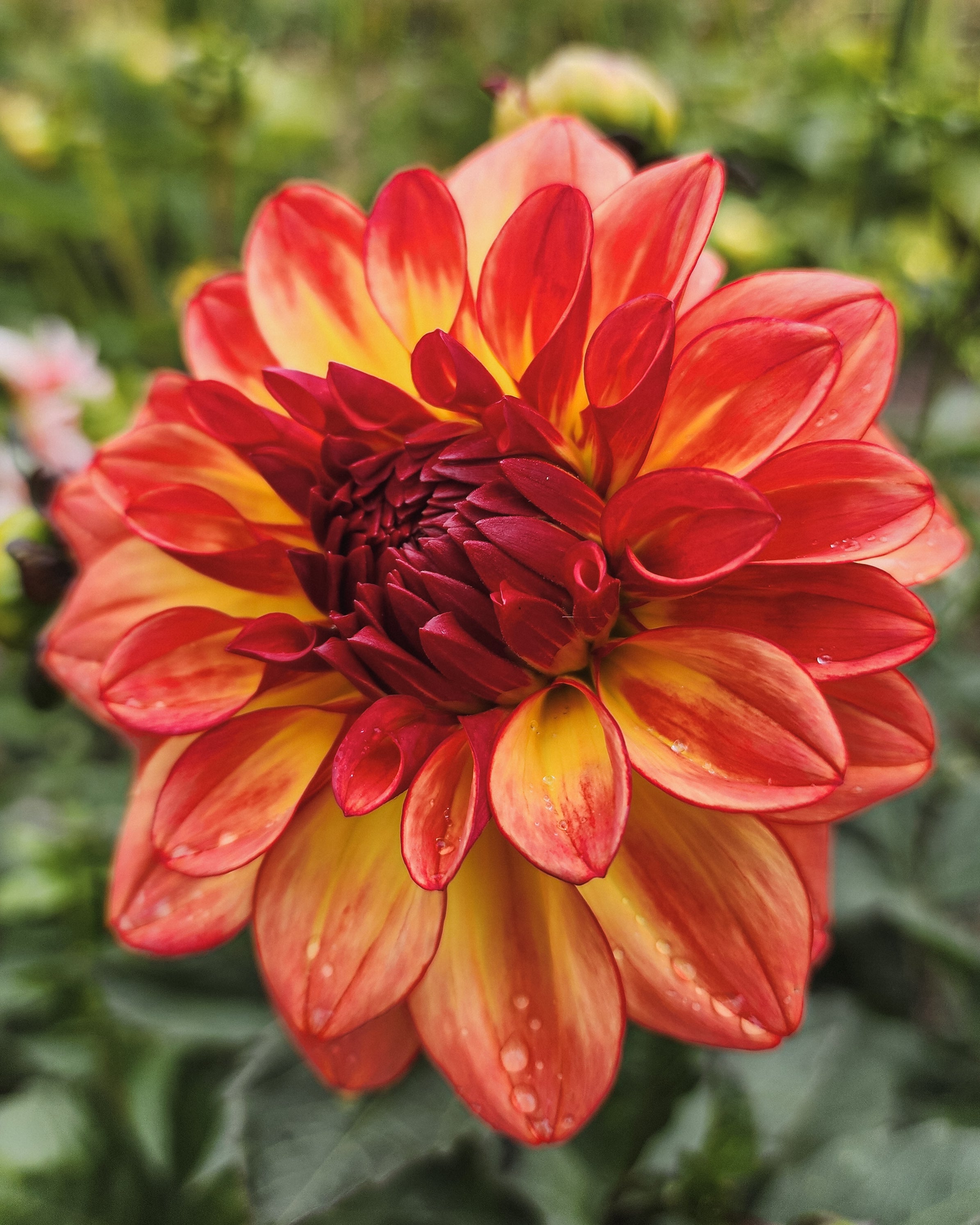Mai Tai Dahlia Tuber