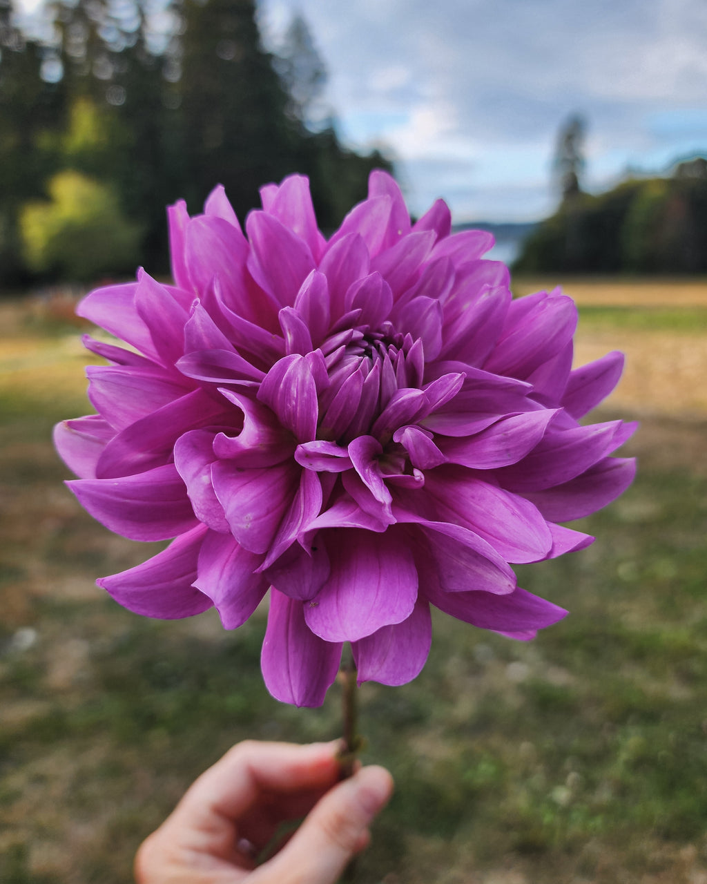 Bluetiful Dahlia Tuber