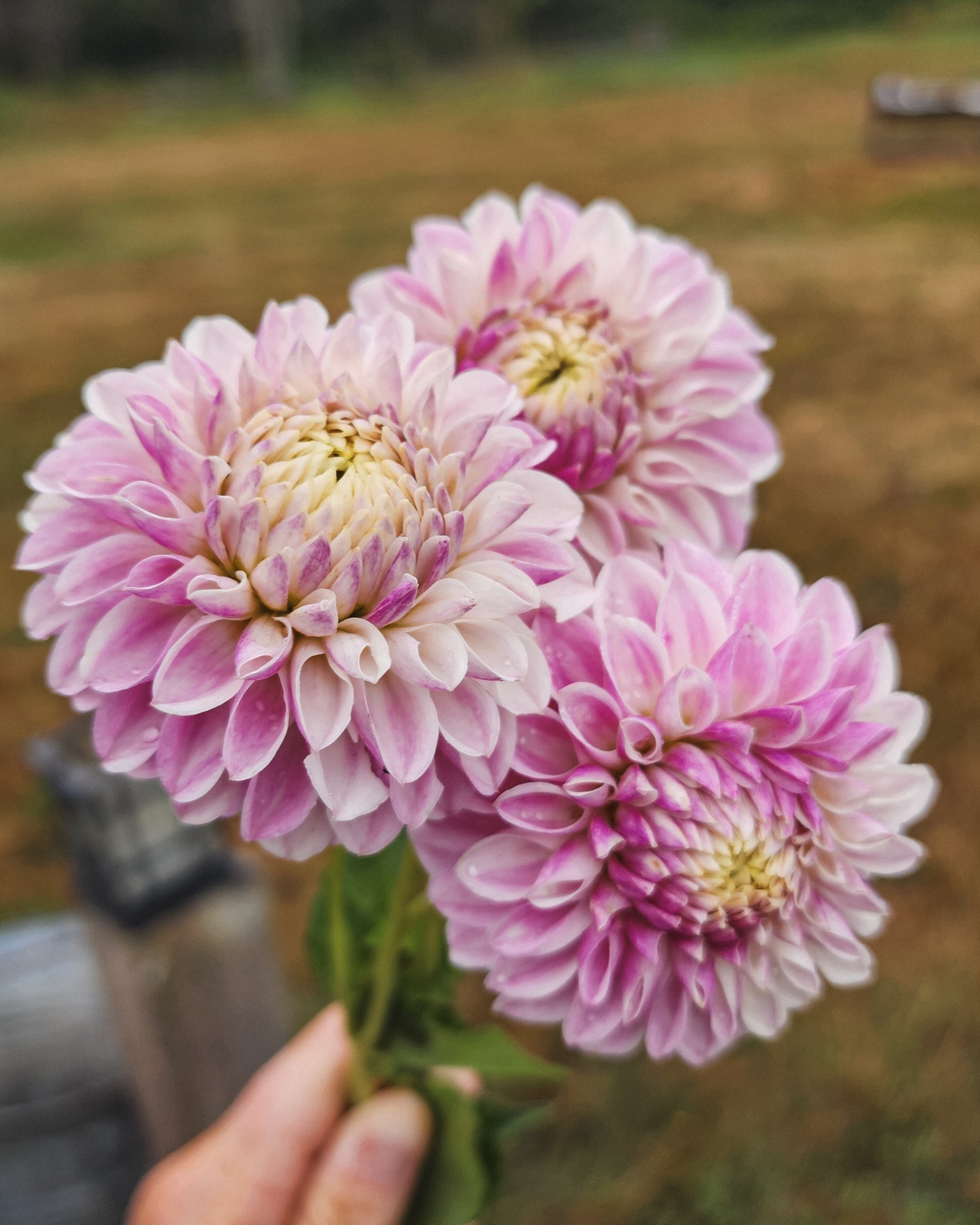Tahoma Kelli Dahlia Tuber