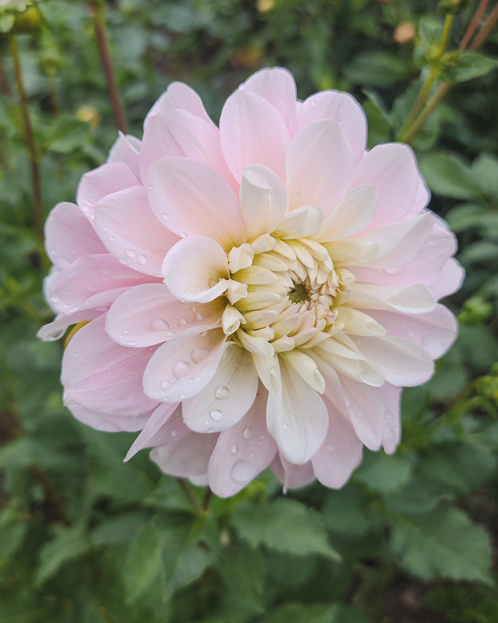 Daddy's Girl Dahlia Tuber