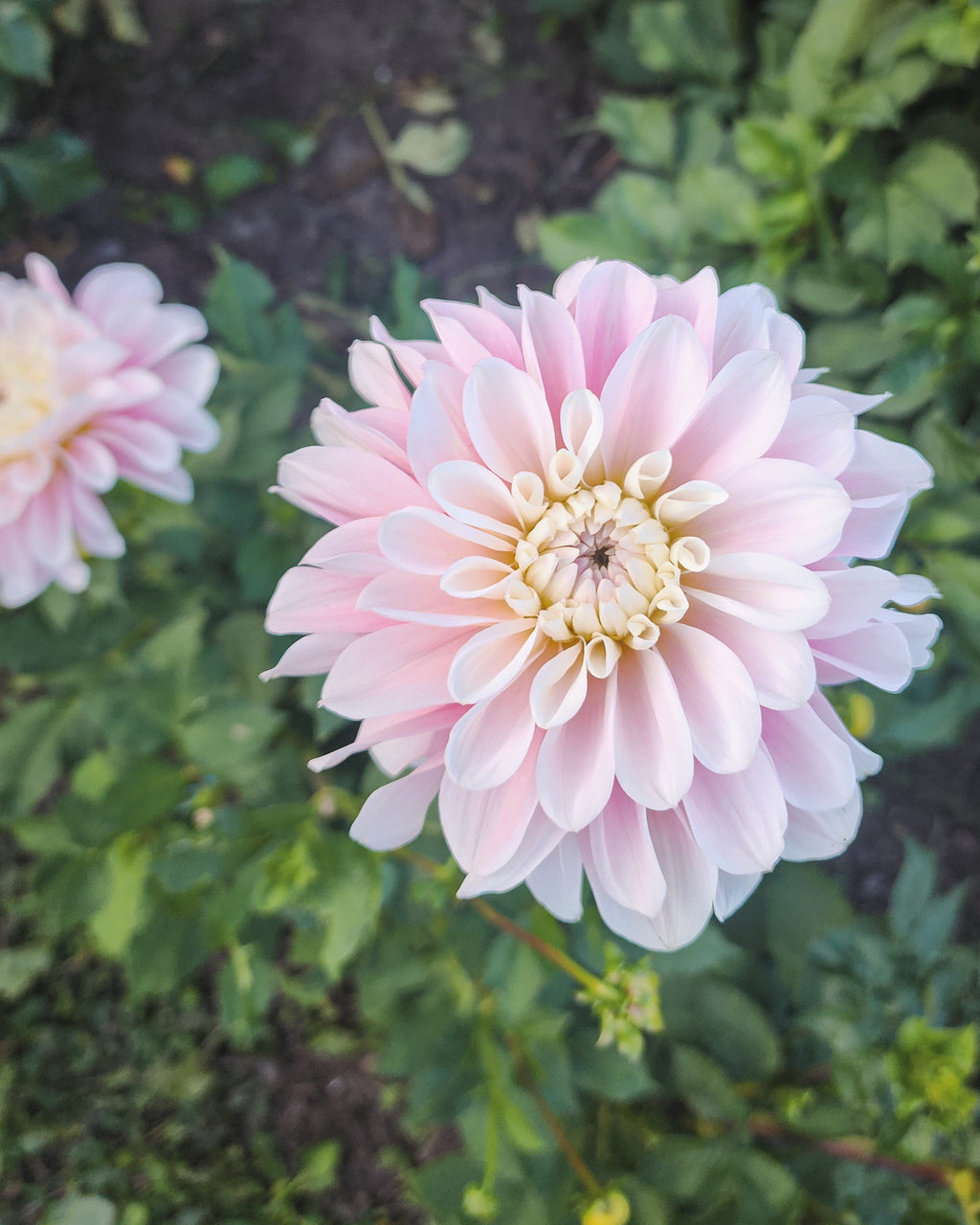 Daddy's Girl Dahlia Tuber