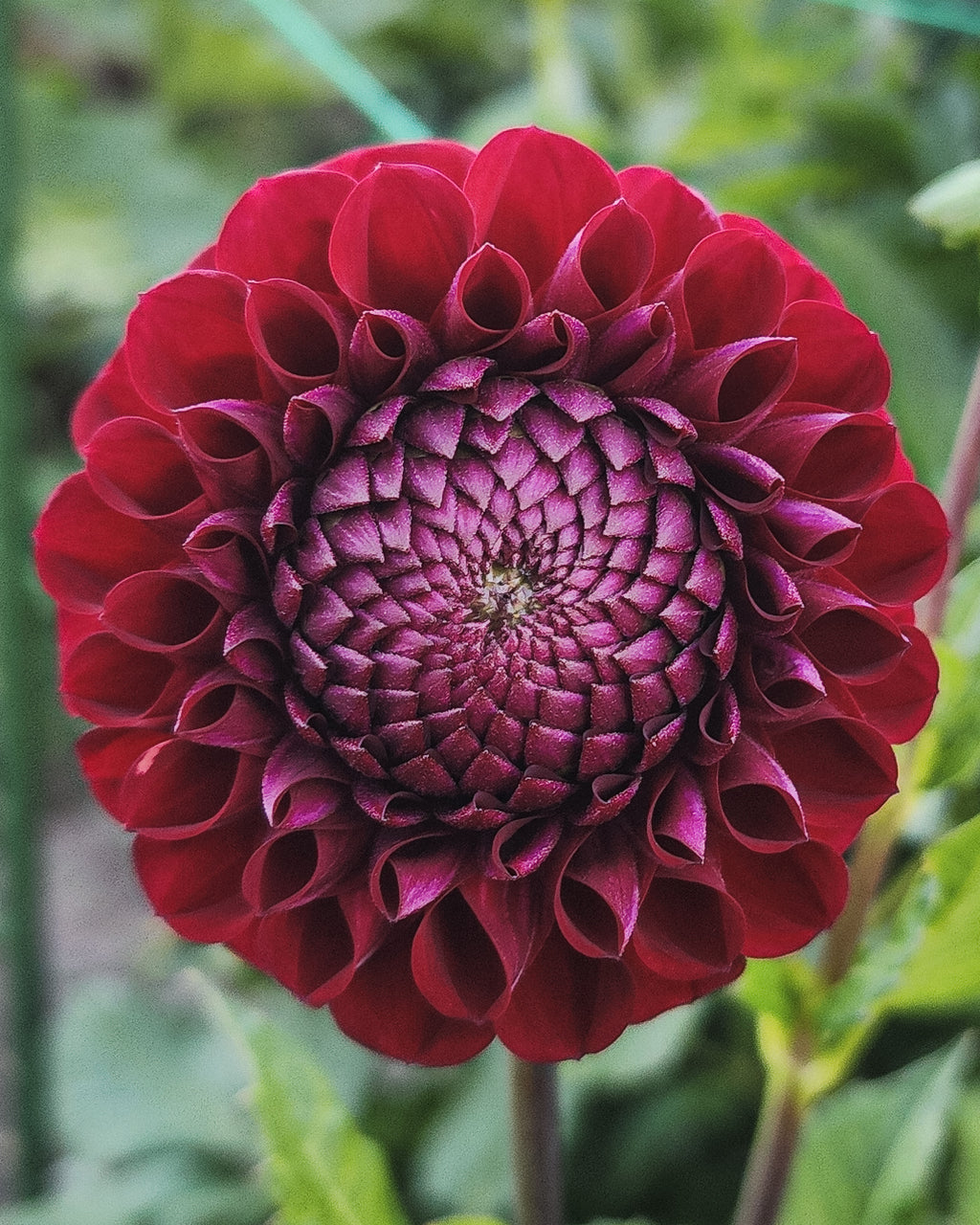 Chimacum Troy Dahlia Tuber