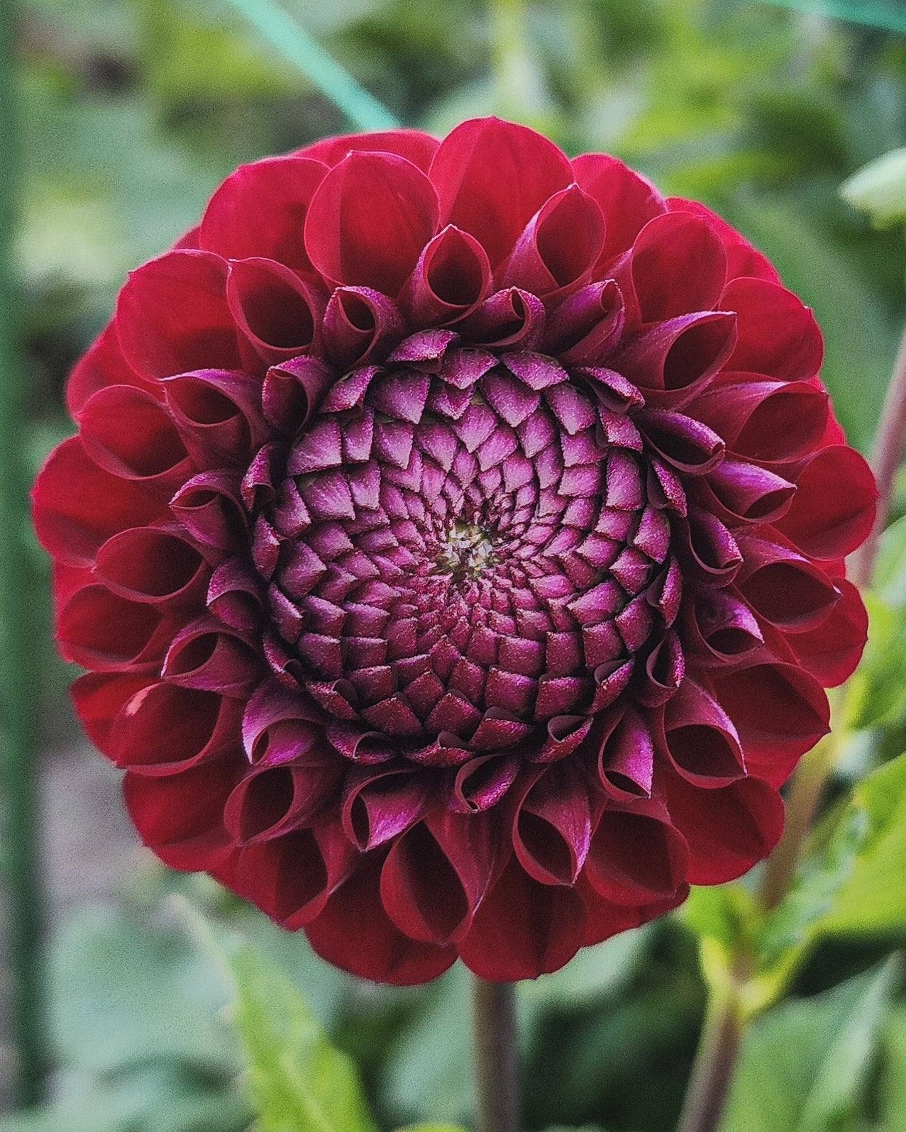 Chimacum Troy Dahlia Tuber