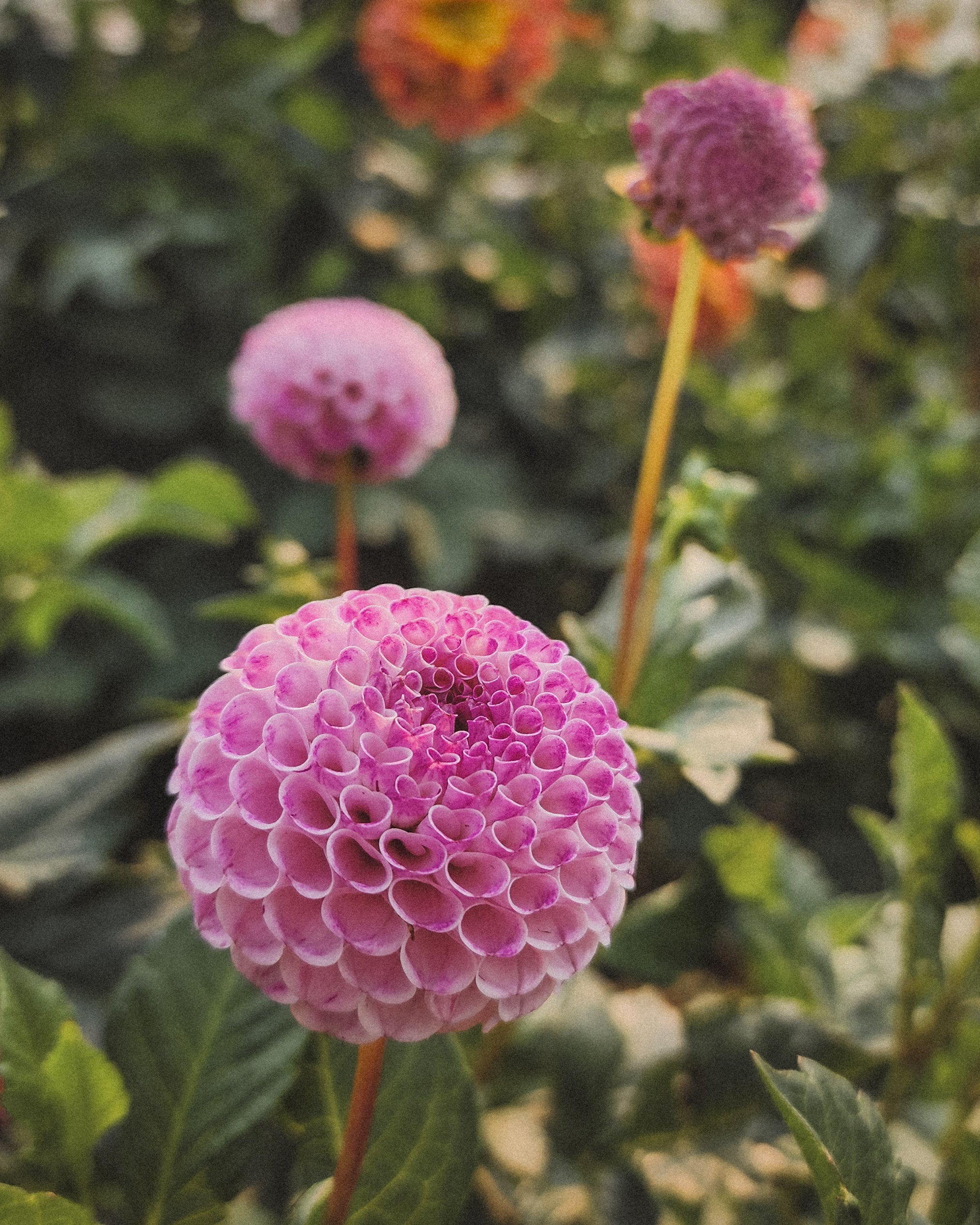 Frank Holmes Dahlia Tuber