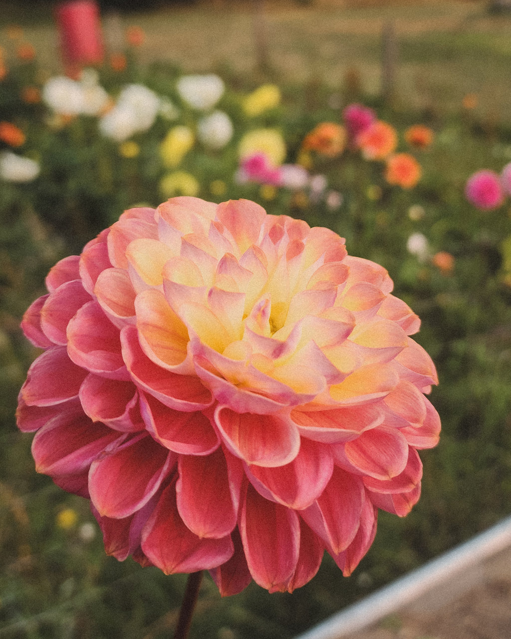 Coseytown Babycakes Dahlia Tuber