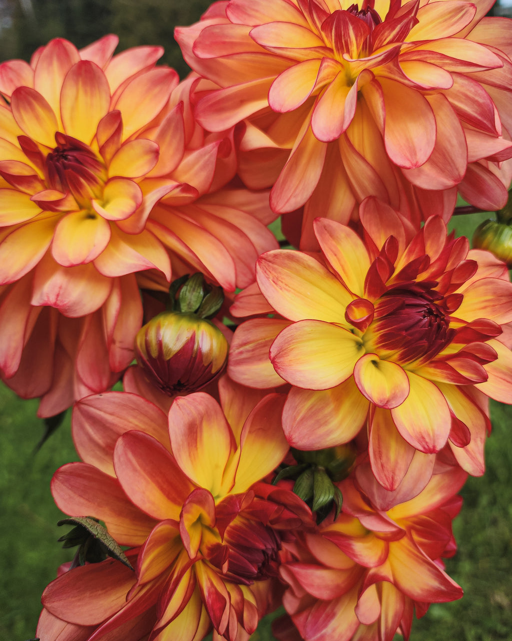 Mai Tai Dahlia Tuber