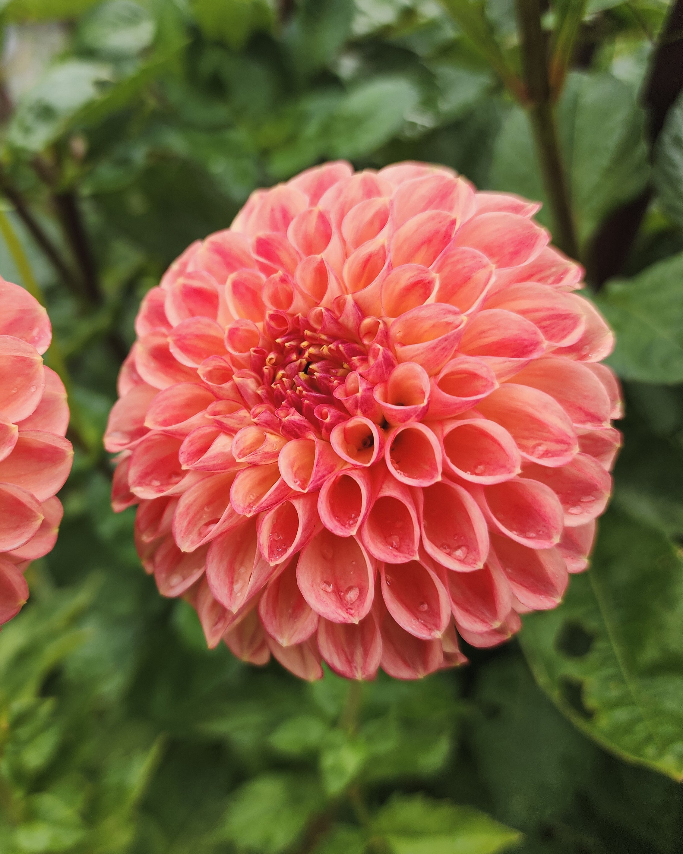 Snoho Doris Dahlia Tuber – Discovery Bay Dahlias