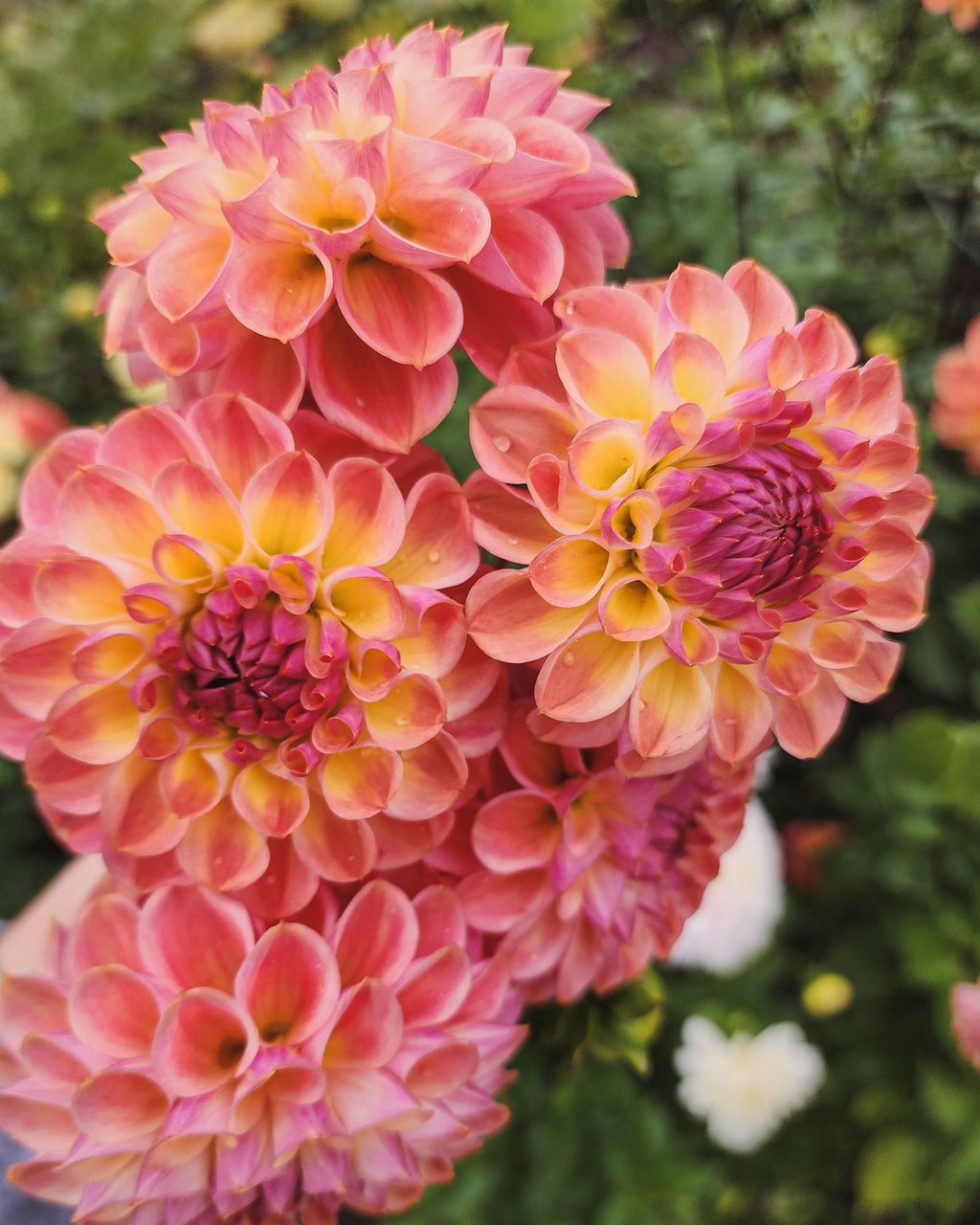 Coseytown Babycakes Dahlia Tuber