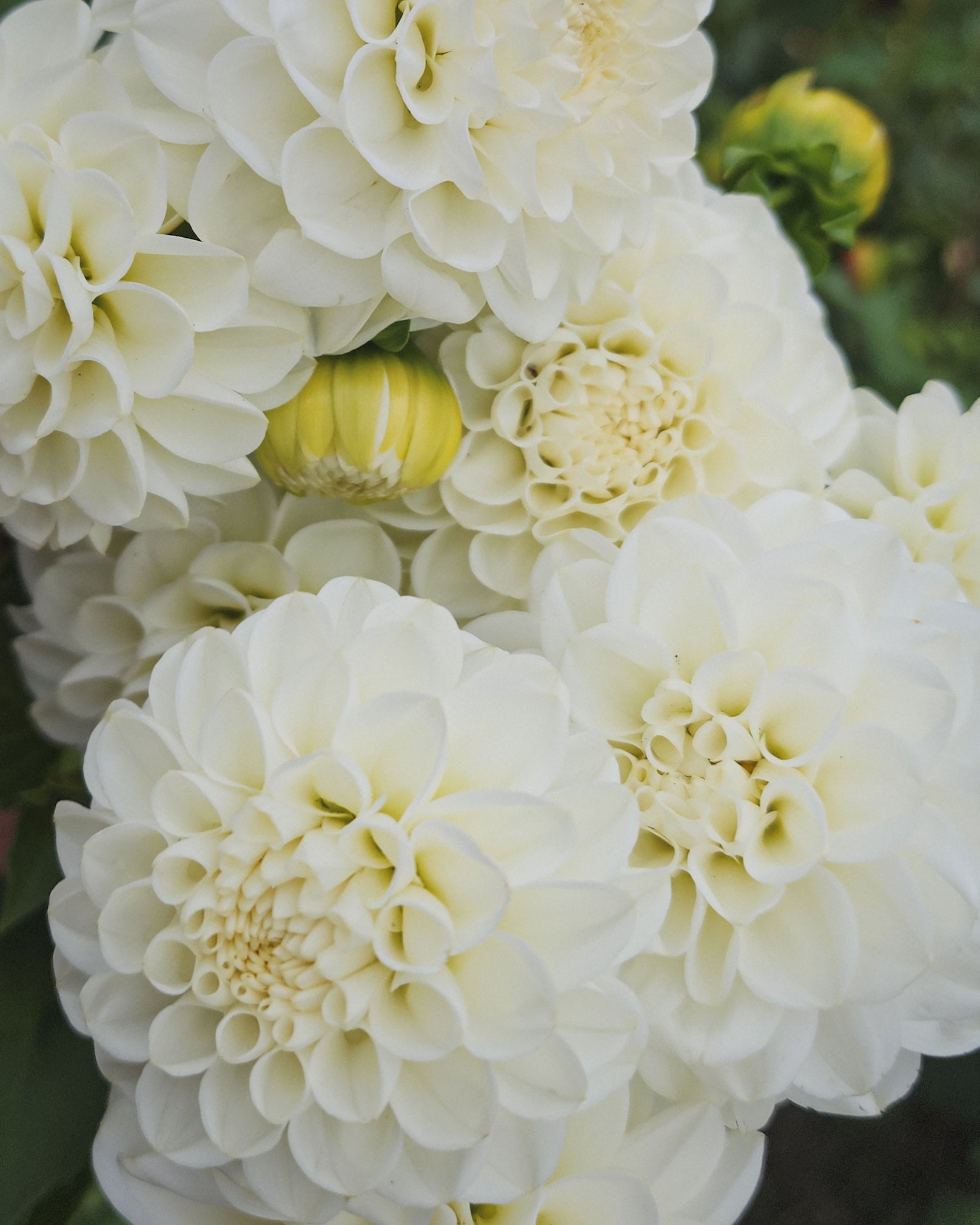 Orsett Beauty Dahlia Tuber