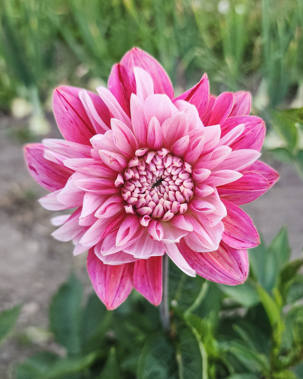 Strawberry Cream Dahlia Tuber