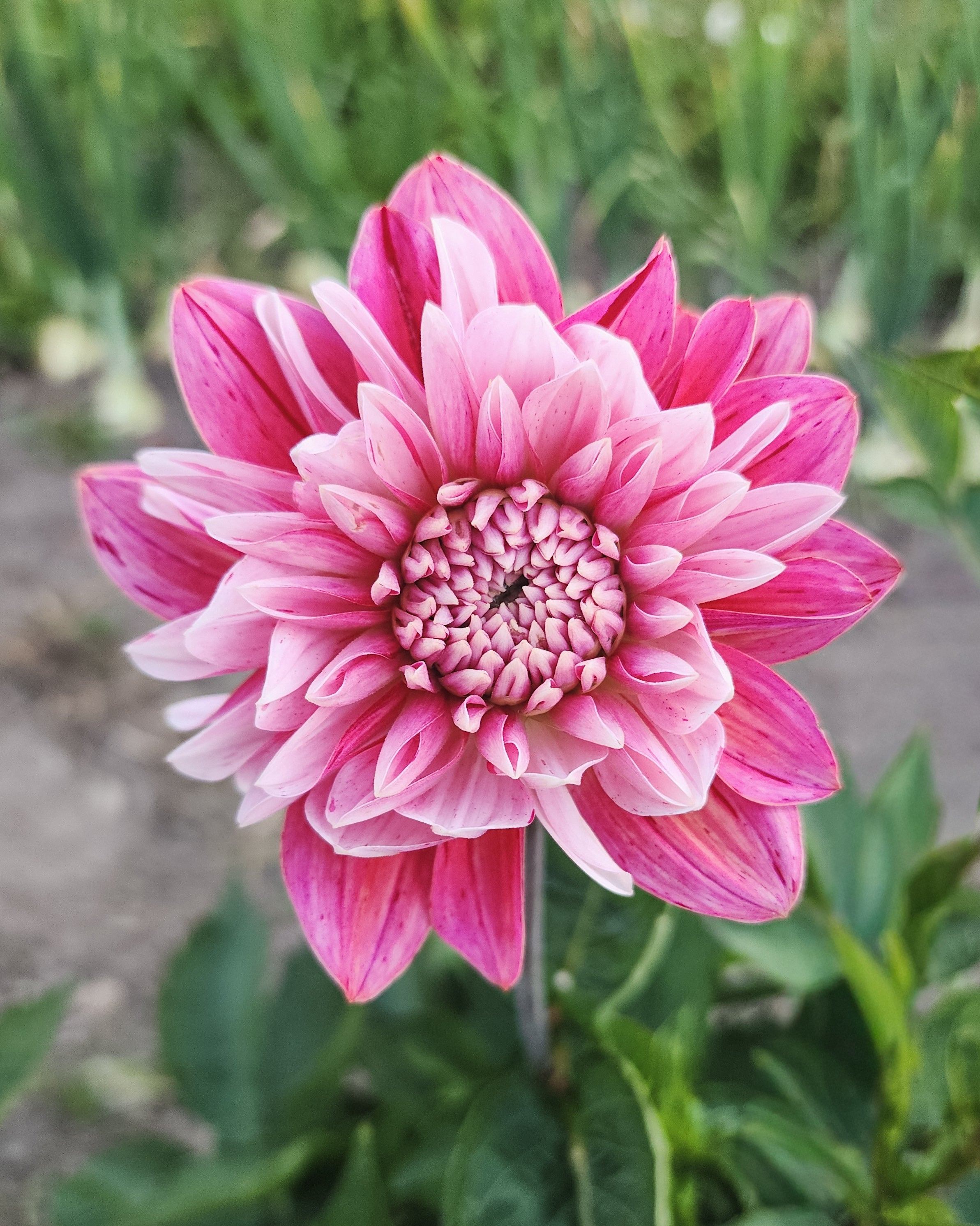 Strawberry Cream Dahlia Tuber