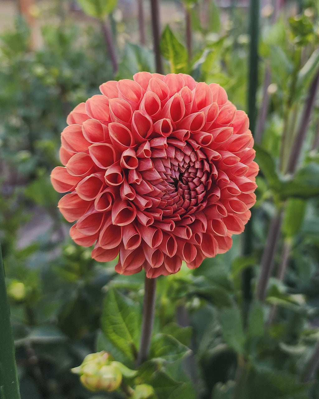 Cornel Bronze Dahlia Tuber