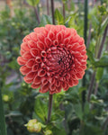 Cornel Bronze Dahlia Tuber