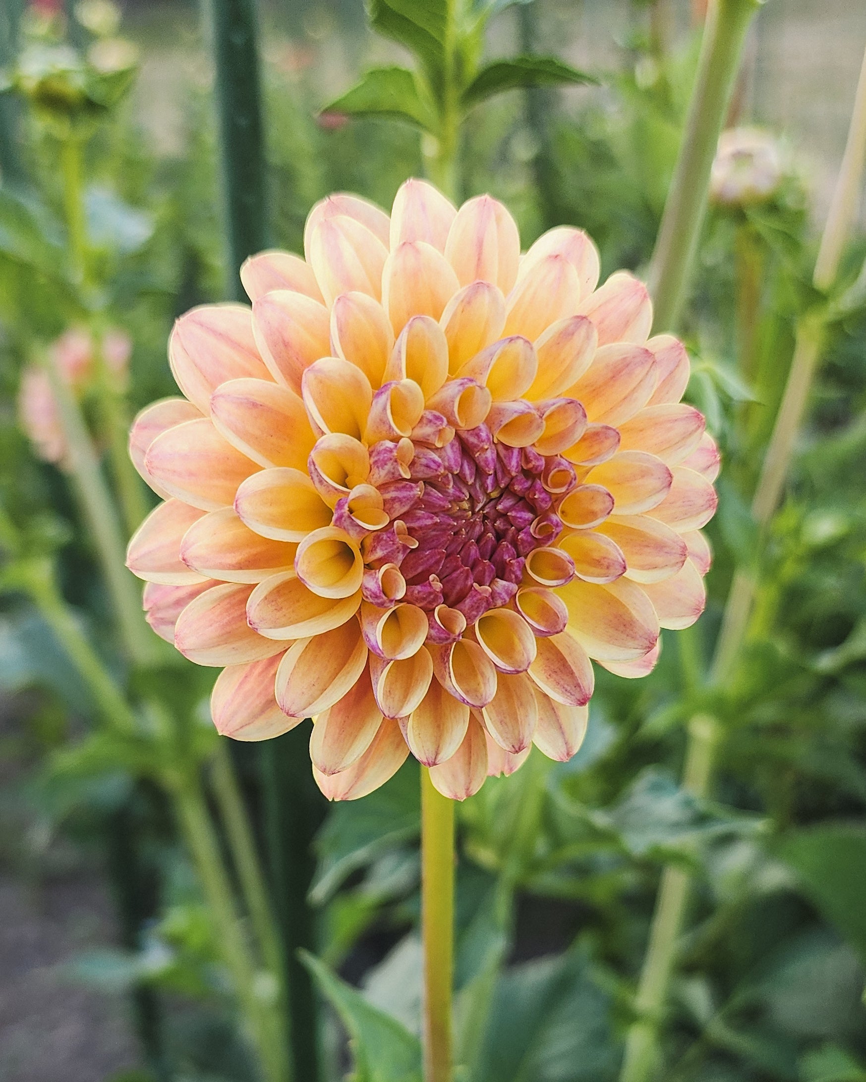 Coseytown Gale Dahlia Tuber