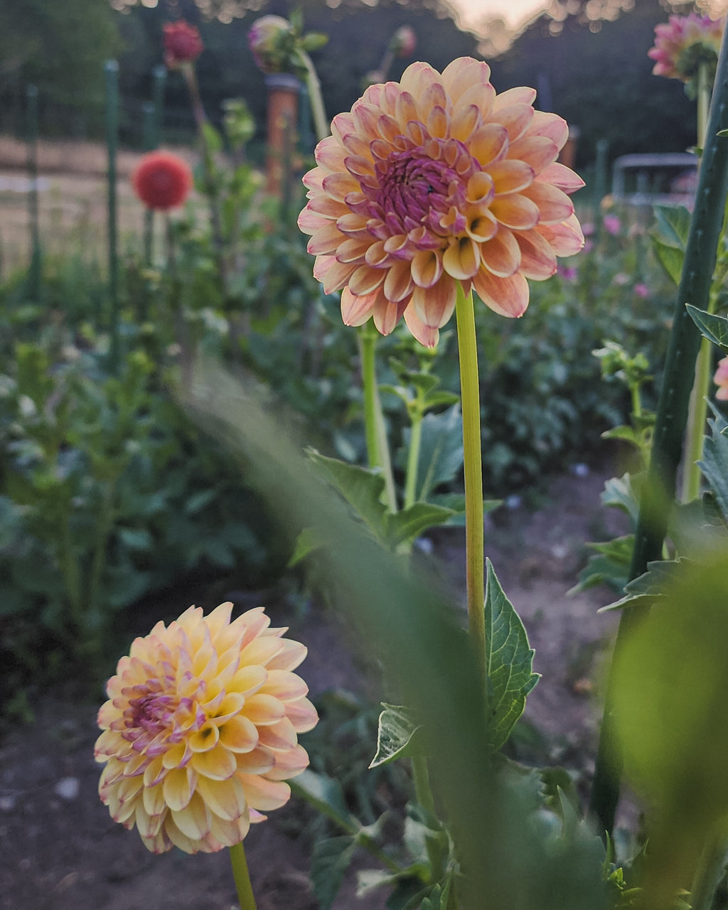 Coseytown Gale Dahlia Tuber