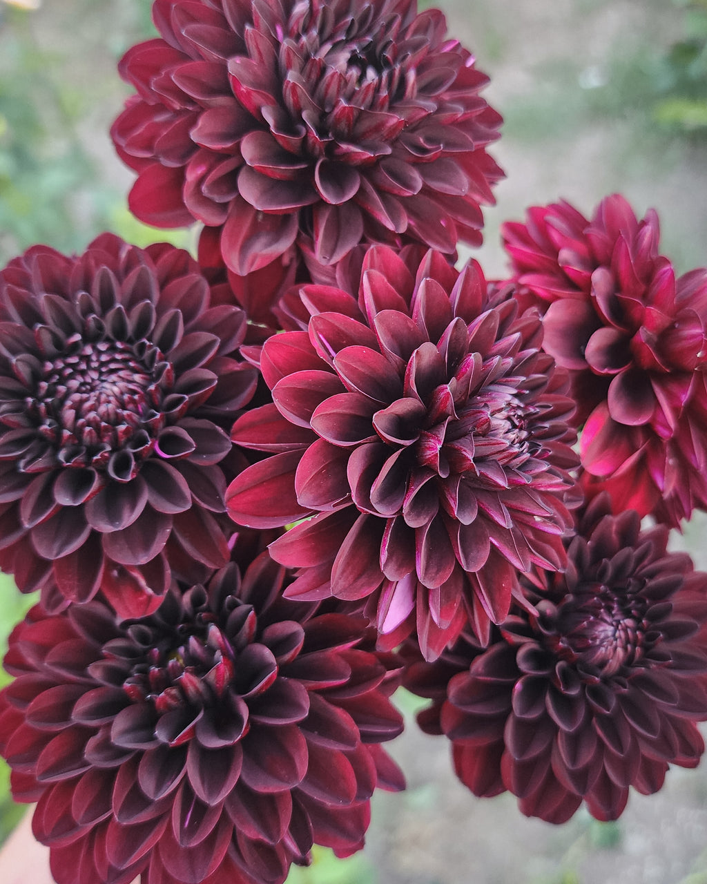 Lights Out Dahlia Tuber