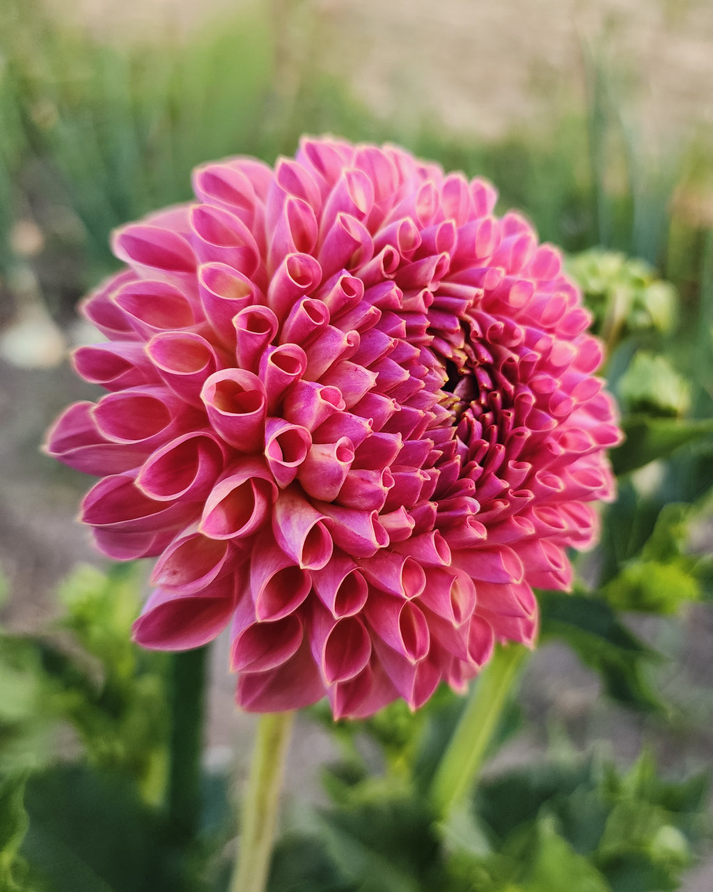 Jowey Winnie Dahlia Tuber