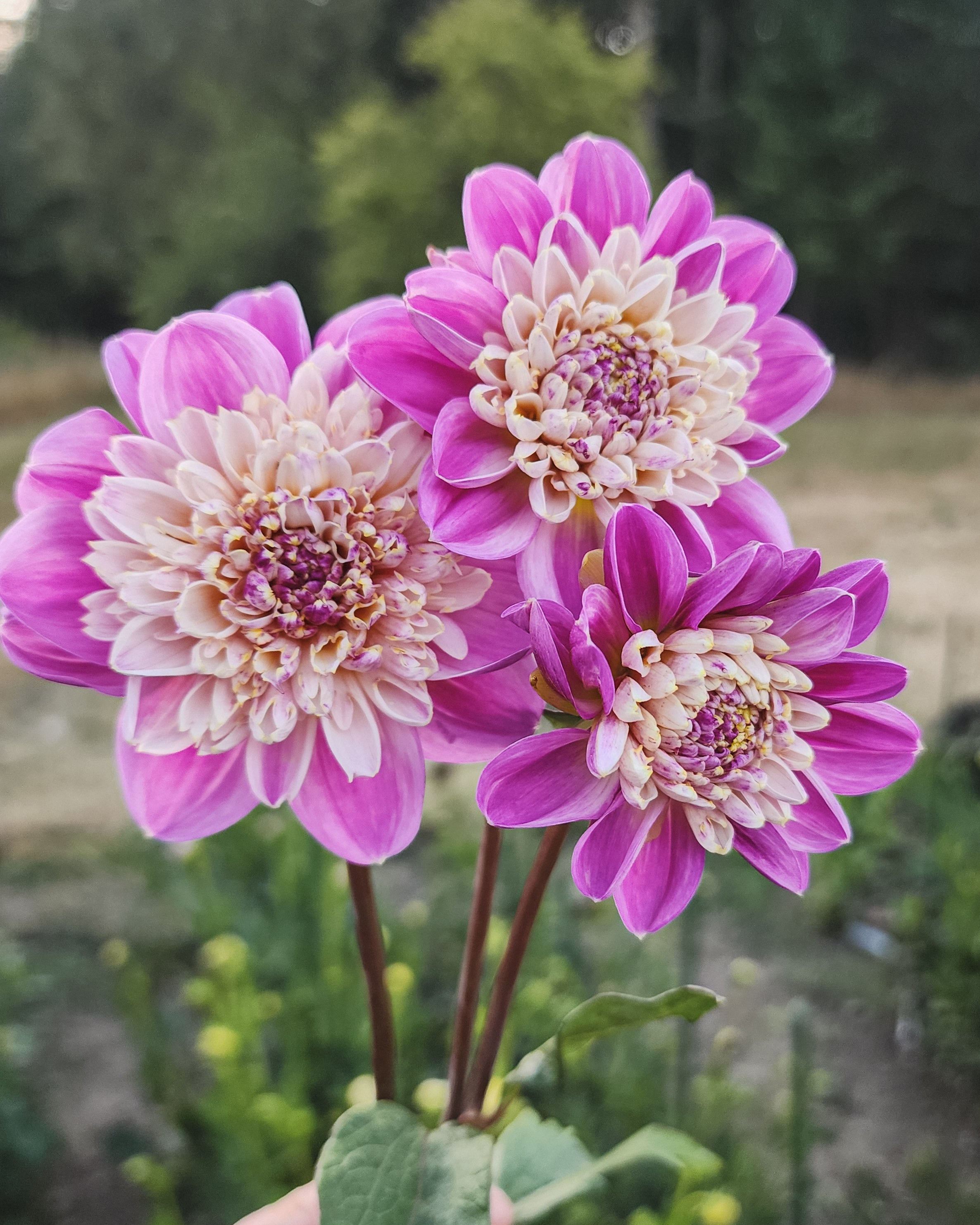 Take Off Dahlia Tuber