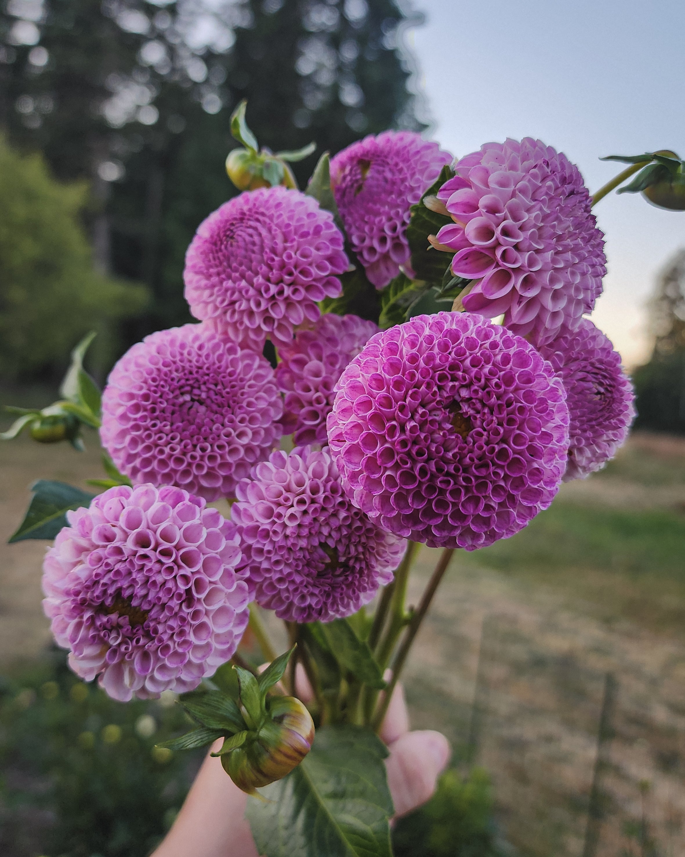 Frank Holmes Dahlia Tuber