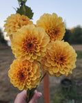 Golden Scepter Dahlia Tuber
