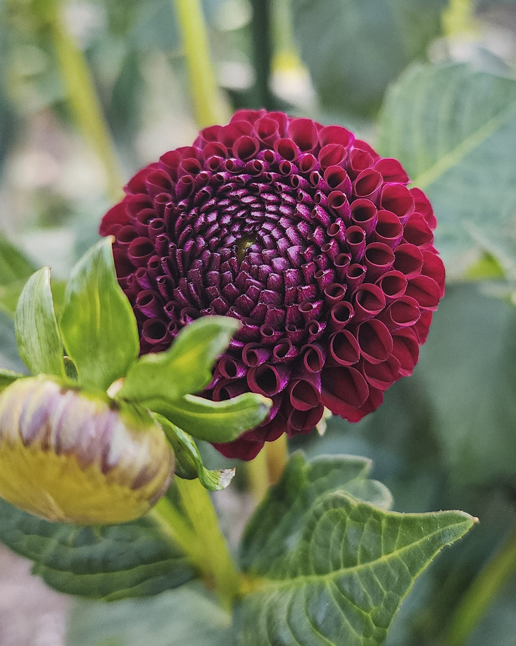 Moor Place Dahlia Tuber