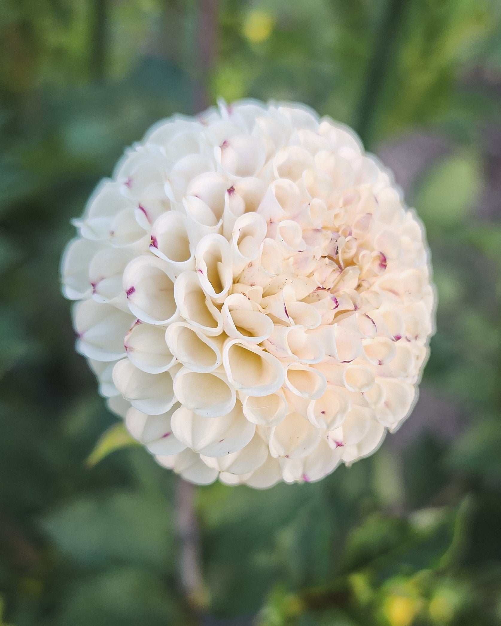 Small World Dahlia Tuber