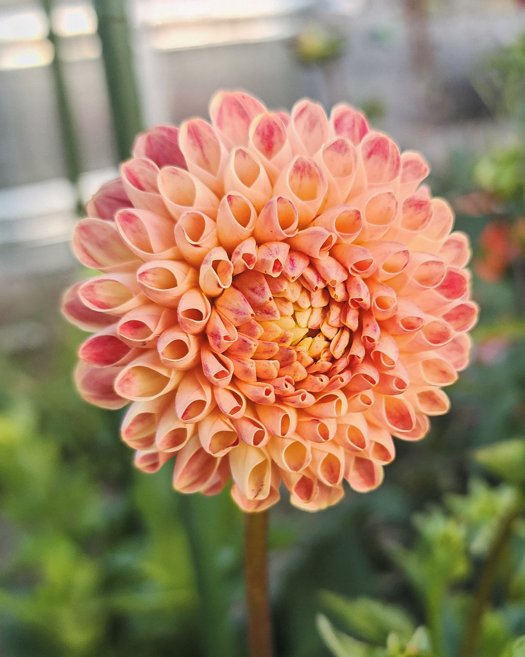 Newaukum Frank Dahlia Tuber