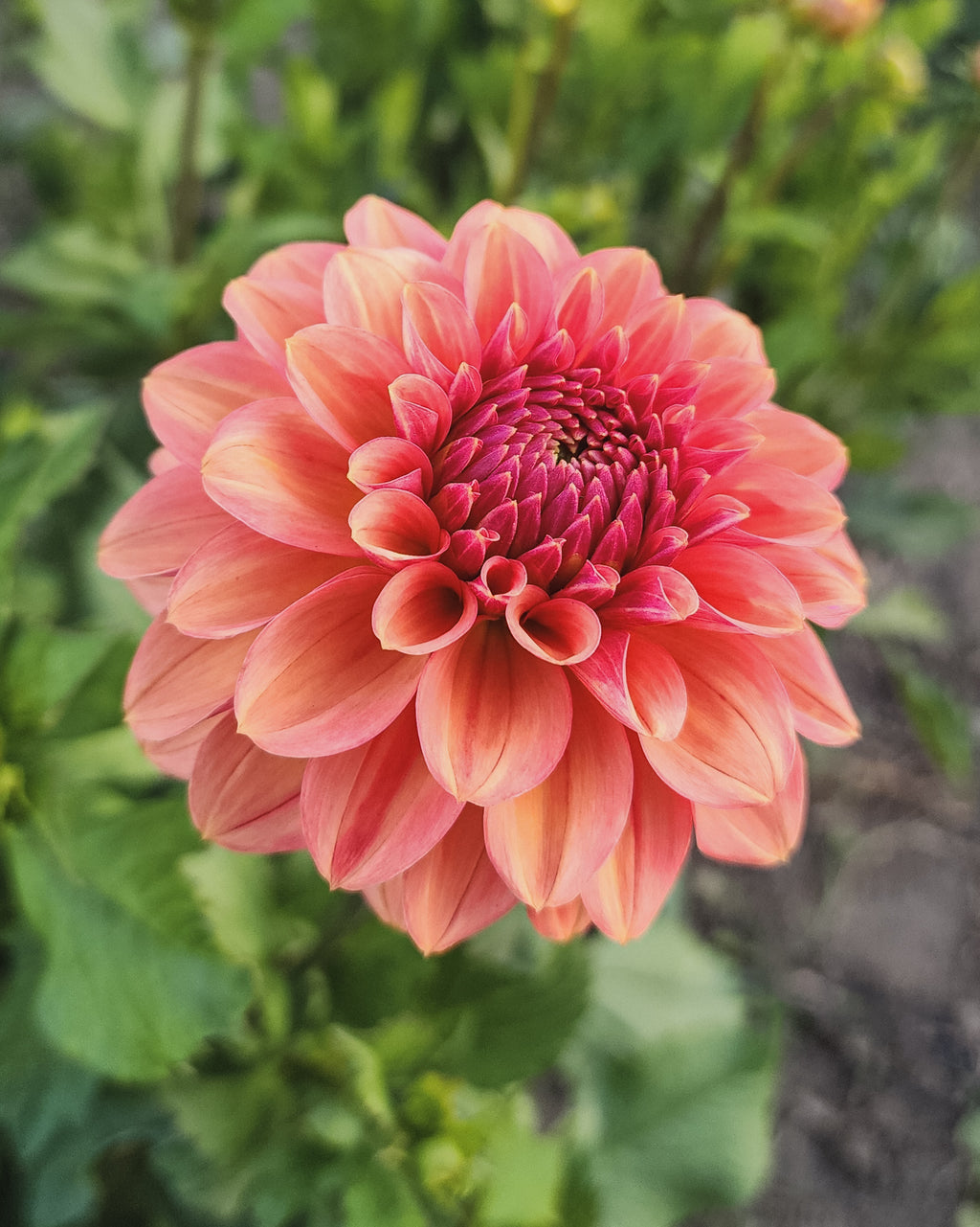 Ice Tea Dahlia Tuber