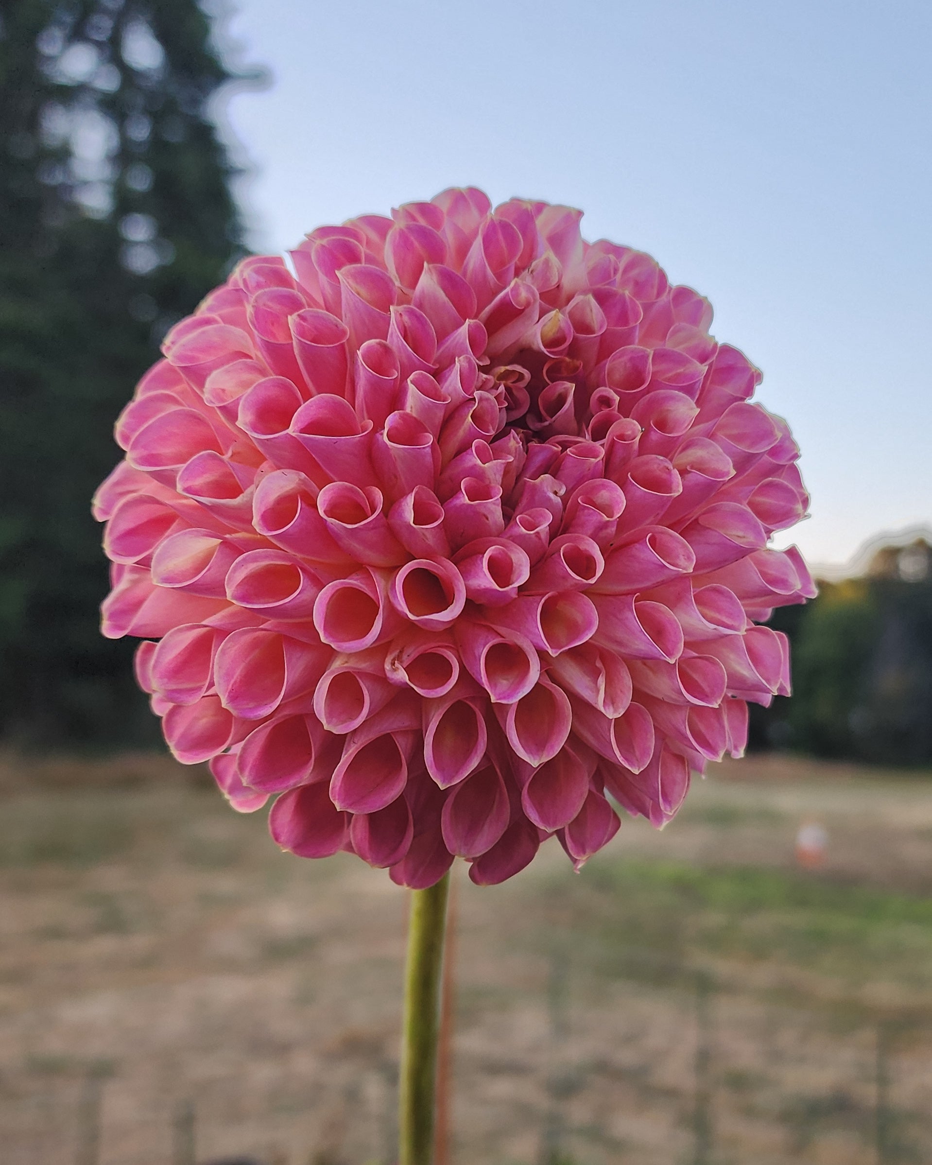 Jowey Winnie Dahlia Tuber