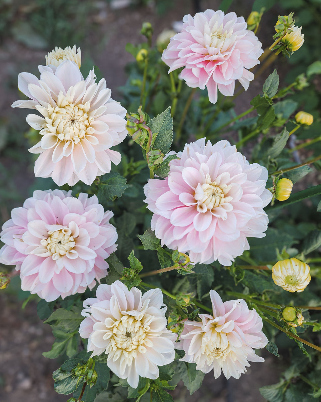 Daddy's Girl Dahlia Tuber