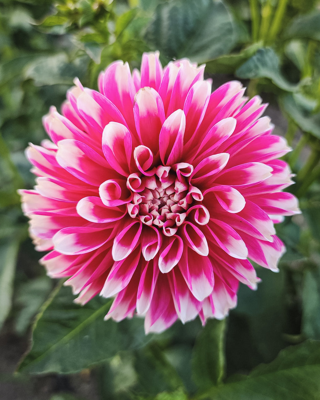 Fuzzy Wuzzy Dahlia Tuber