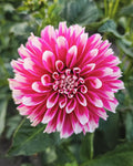 Fuzzy Wuzzy Dahlia Tuber