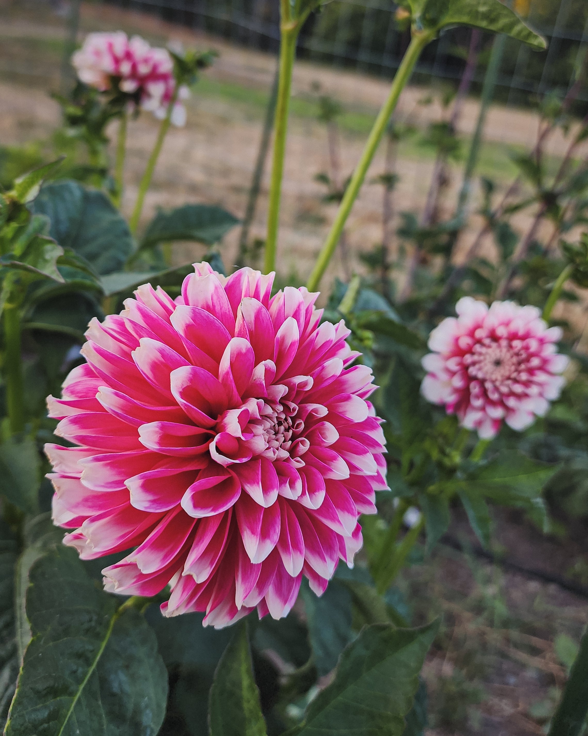 Fuzzy Wuzzy Dahlia Tuber