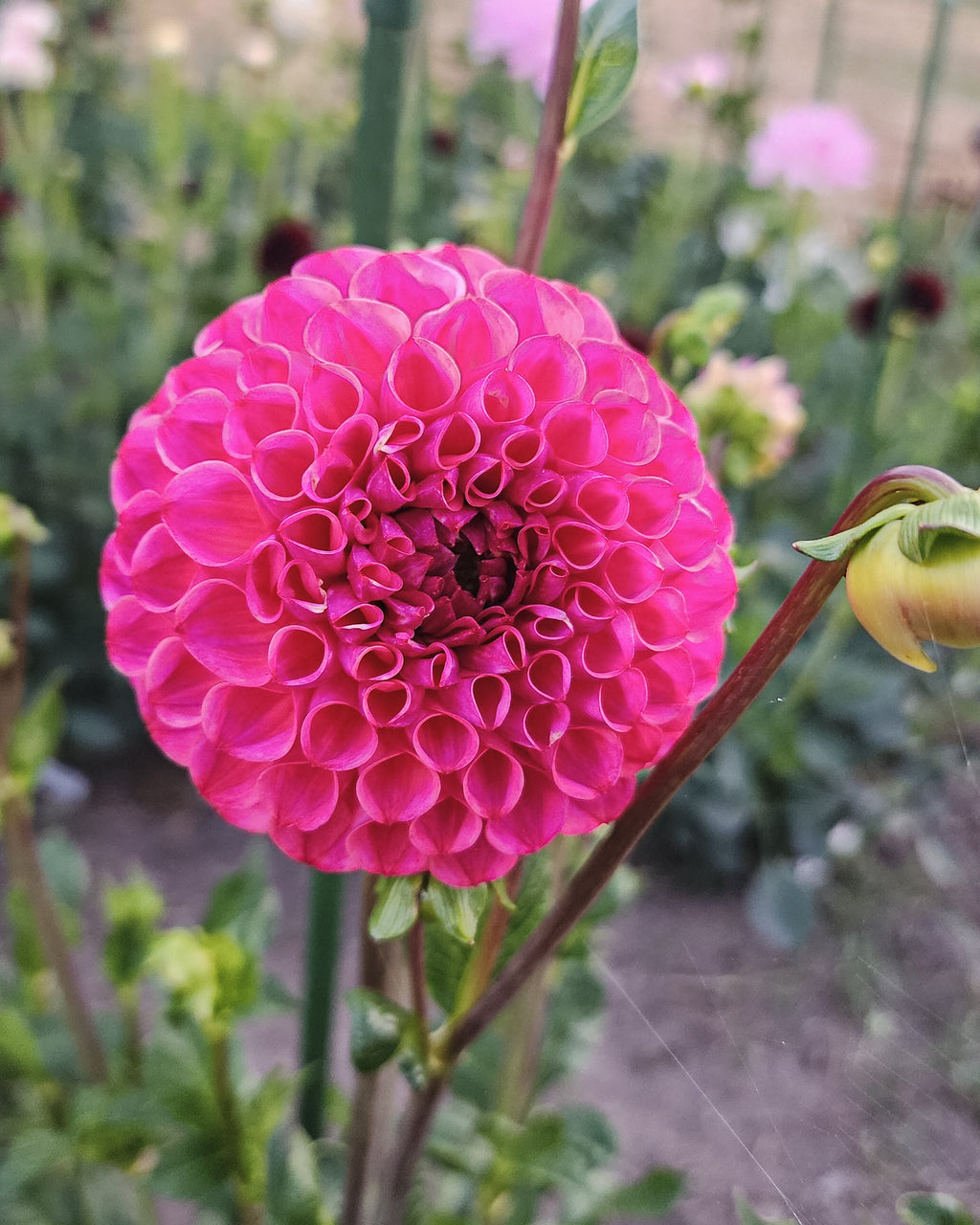 Chimacum Katie Dahlia Tuber